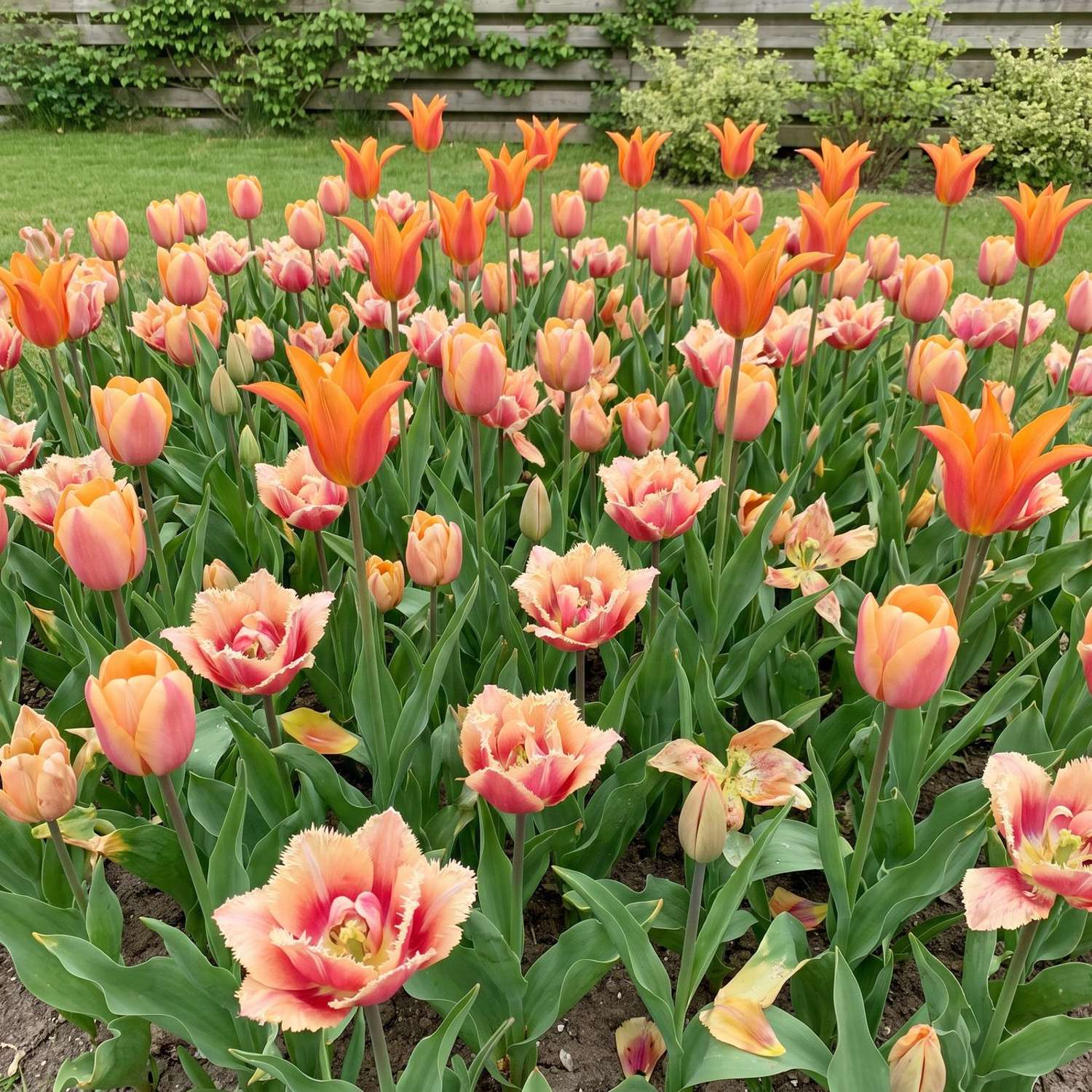 Fertigbeet 'Tangerine Dream' (1 m²)